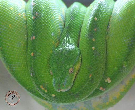 Green Tree Snake 9Y195D-028.JPG